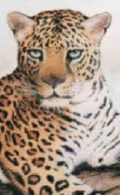 Oil painting of a leopord by artist Tracy Hinchen Graphic