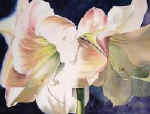 Amaryllis.jpg (8692 bytes)