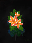 Plumerias