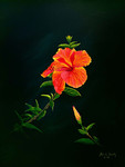 Sunlit Hibiscus